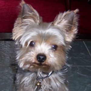 Meet your Posher, Debbie